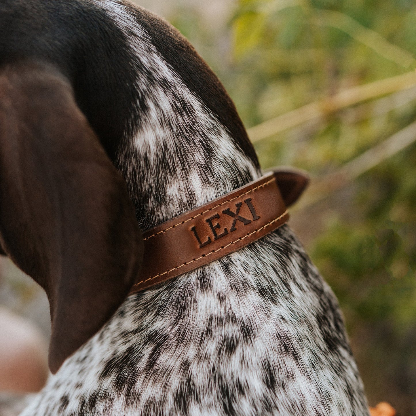 Leather Dog Collar - Designer by Lifetime Leather Co