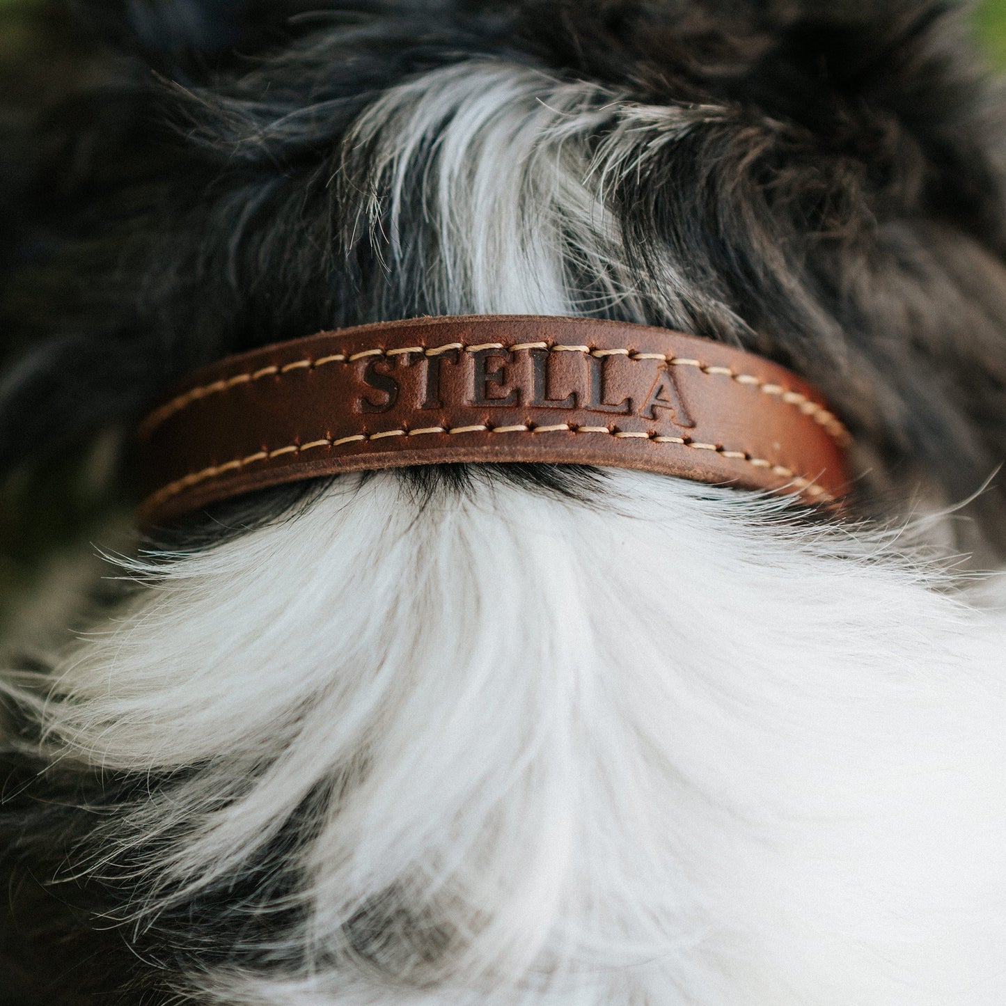 Leather Dog Collar - Designer by Lifetime Leather Co