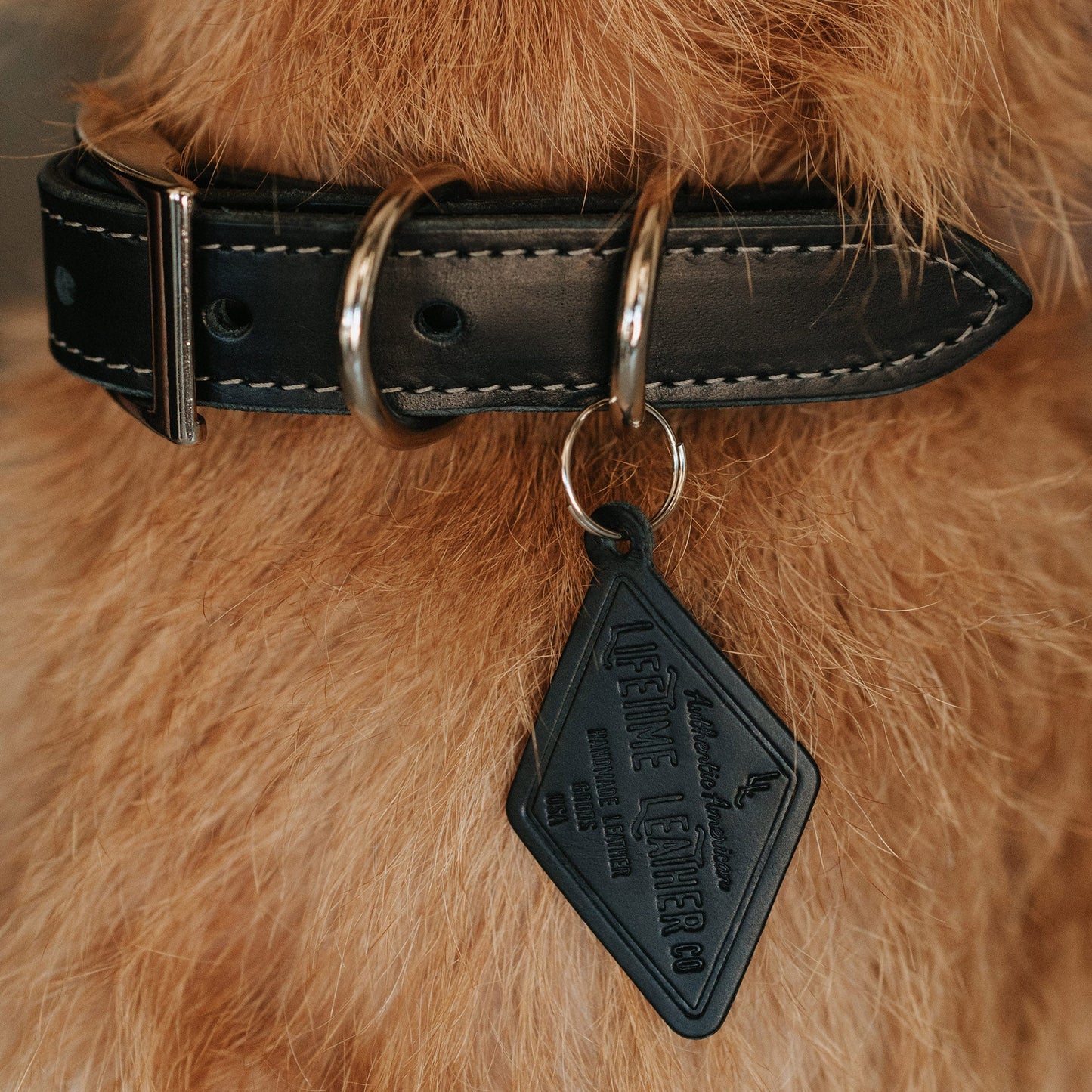 Leather Dog Collar - Designer by Lifetime Leather Co